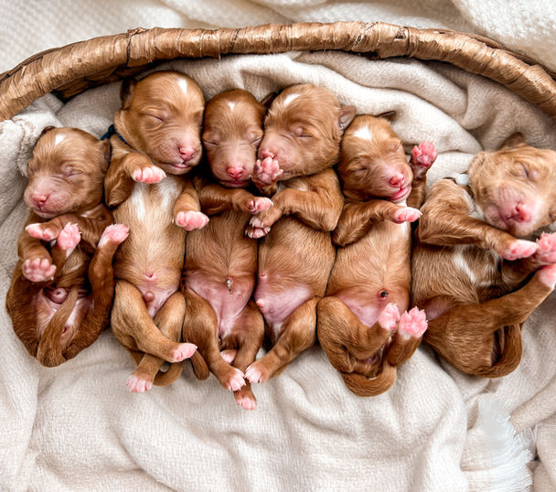 Mini Goldendoodle breeder in Ohio
