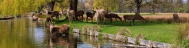 Royal Bushy Park