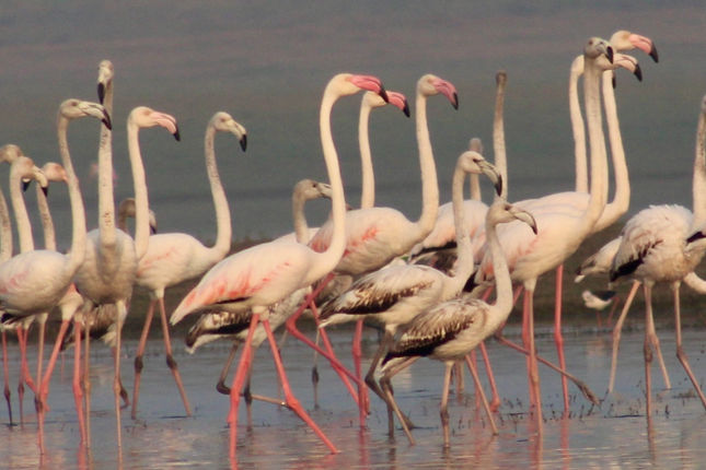Flamingo season is here