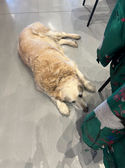 A dog laying in a office. 