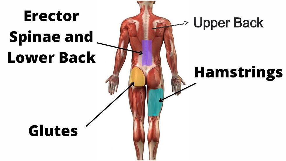What Muscles Does Kettlebell Swing Work? Diagram, Guide and Variations
