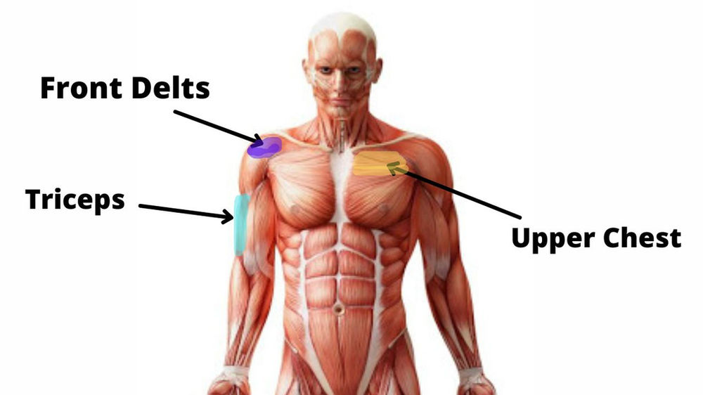 What Muscle Does Overhead Press Work?
