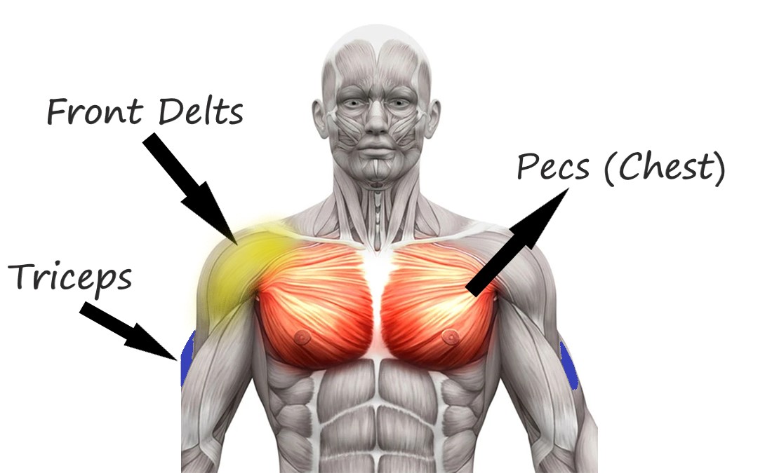 Standard Push-Up + Muscle Map