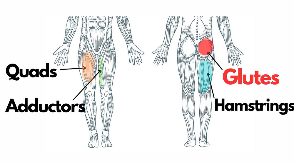 What Muscle Does Hip Thrust Work What Muscle Does Hip Thrust Work