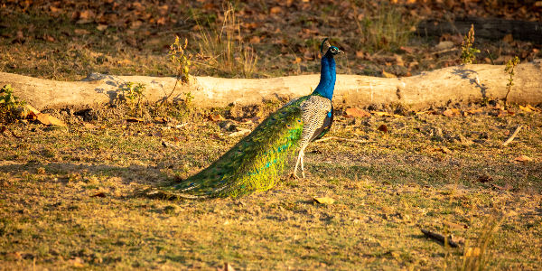 peacock india