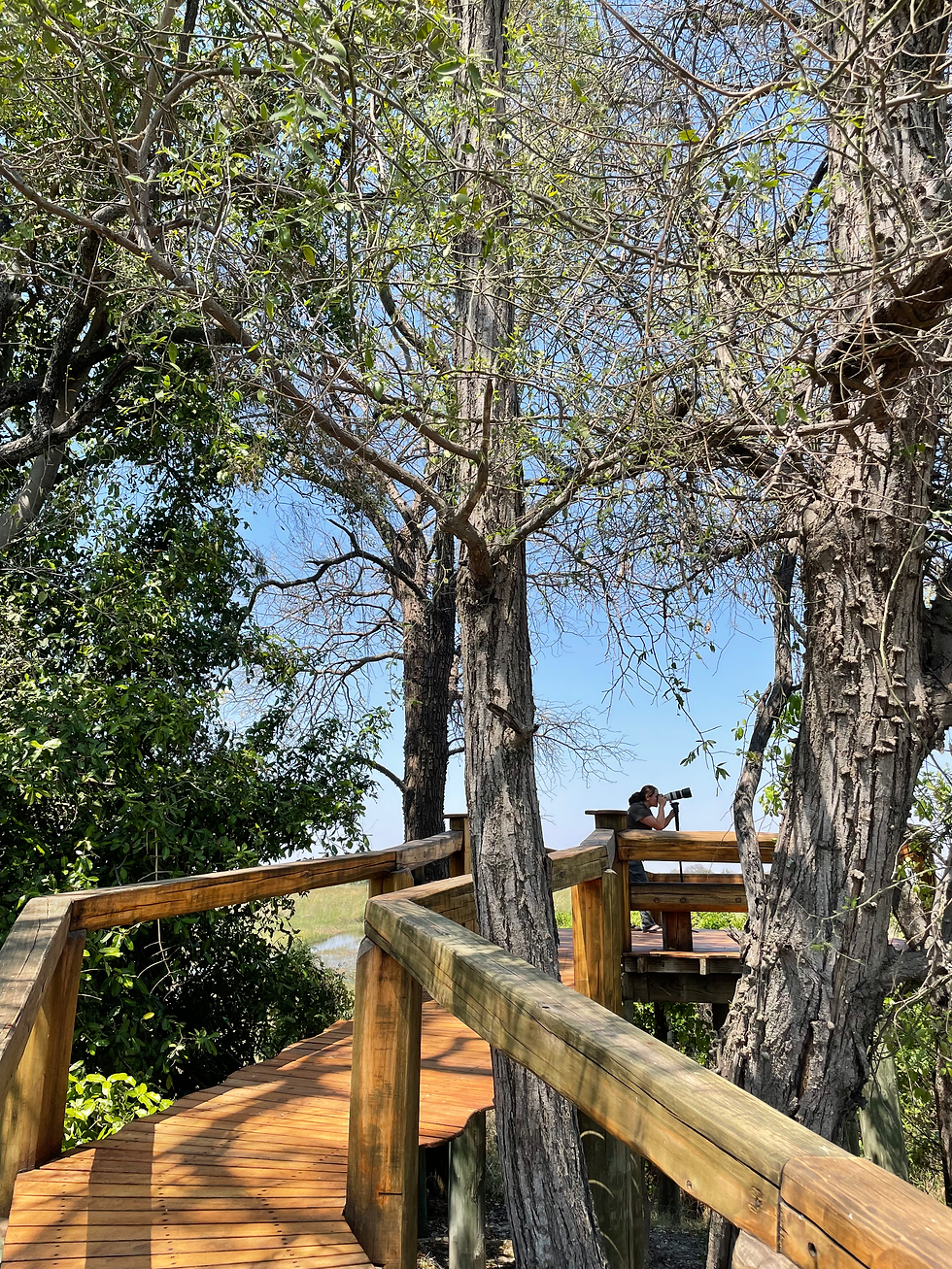 Raised wooden walkways at Camp Okavango surrounded by trees