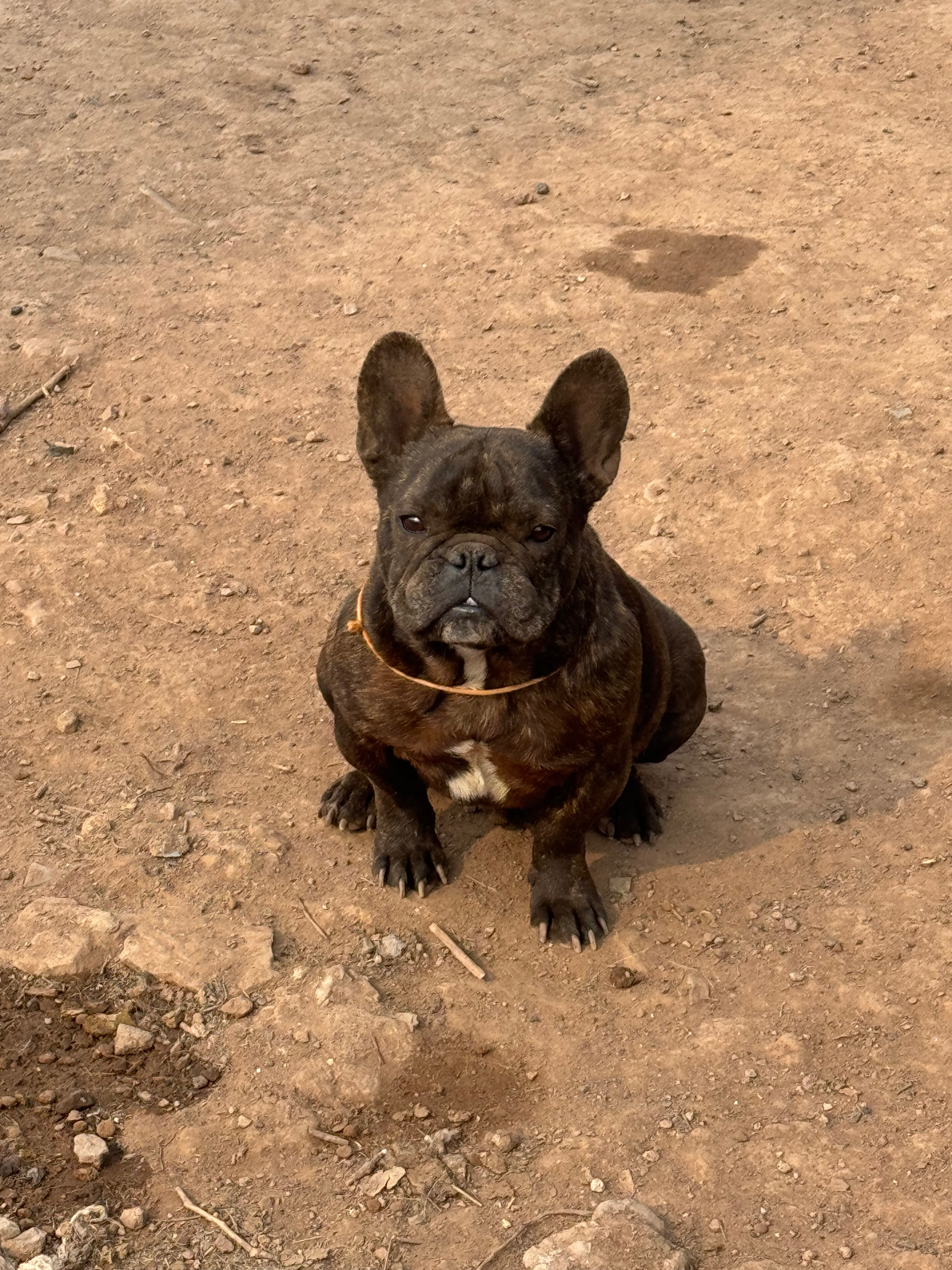King Louie The 3rd