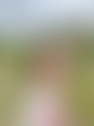 【5/8発売】週刊「女性自身」ジブリパーク特集に掲載!