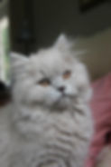 Harold
