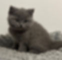 Pixie