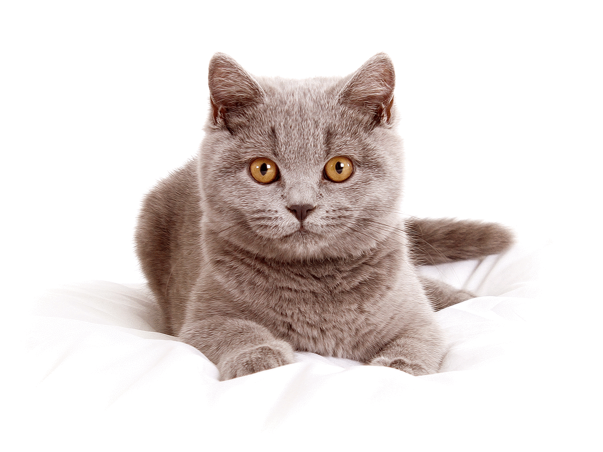 Blue British Shorthair Kitten