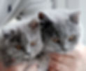 Teddy and Freddie hands 2.JPG