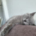 Captain Monroe Sleeping