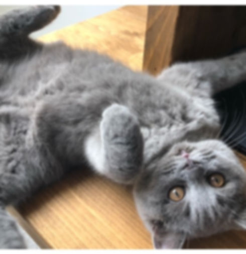 Neko
