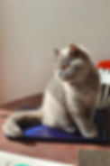 Misho