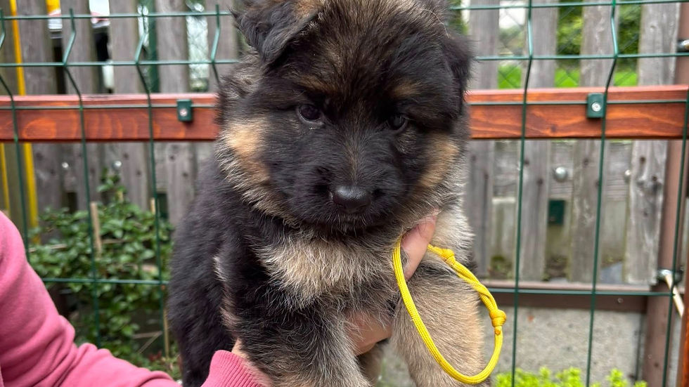 Pilates se štěňátky NĚMECKÉHO OVČÁKA | Neděle 5.10. | Hanka Kopecká