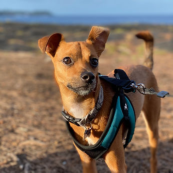 Koa