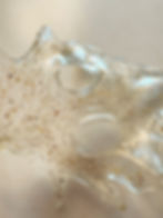 Thumbnail: ABSTRACT FALL LEAF