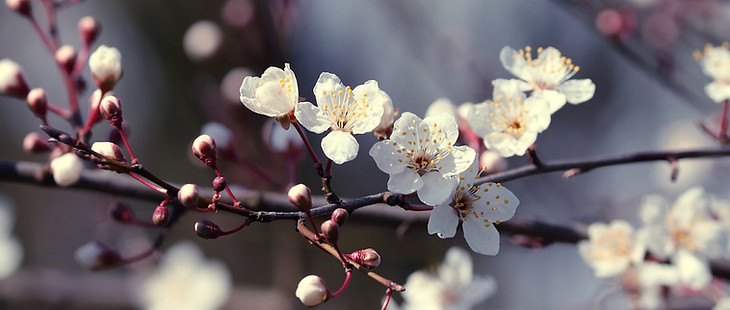 ornamental-cherry-4893337_960_720.jpg