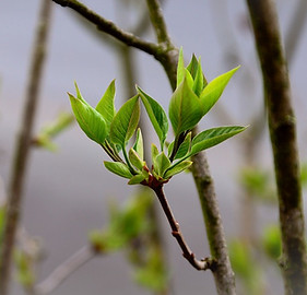 leaves-4112335_960_720.jpg