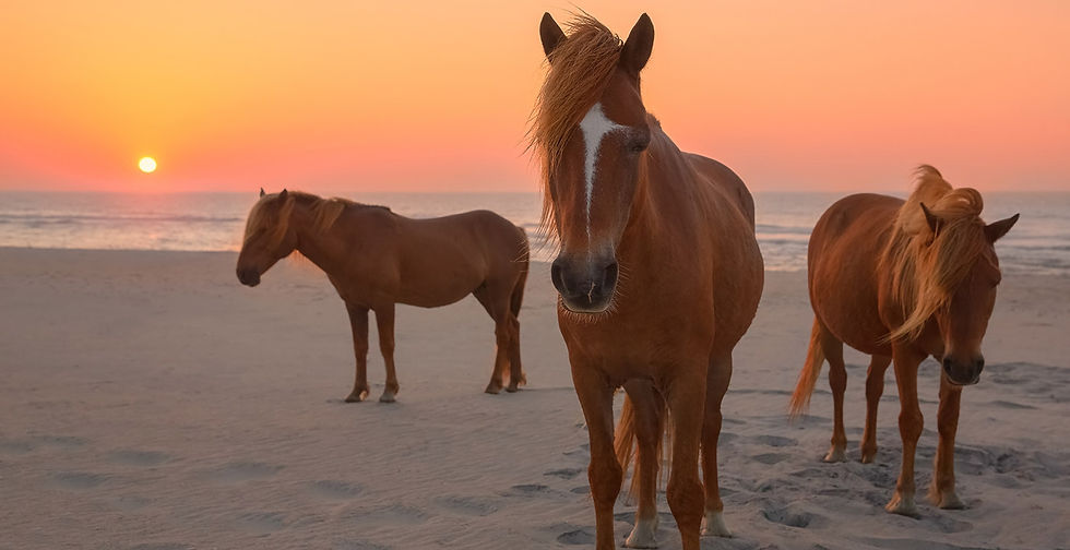 1400-assateague-Island-horses.imgcache.rev43995899c08ac8d8d2af21071f72ef50.web