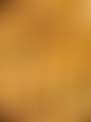 פאי רועים פרגיות ופטריות במעטפת פירה 