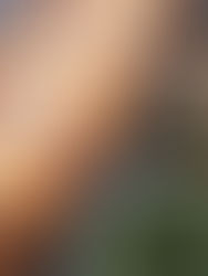 עוגת שקדים ושזיפים