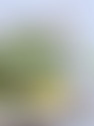 סלט כרוב ירוק