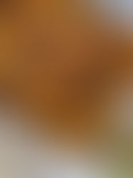 כתף טלה על מצע בצלים ממולאים 