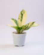 Diffenbachia Bigben_.jpg