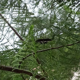 Butterfly In Rain