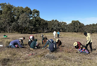 Friends of Black Mountain Weeding