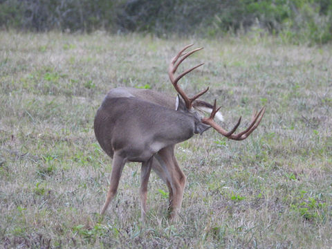 wide buck.JPG
