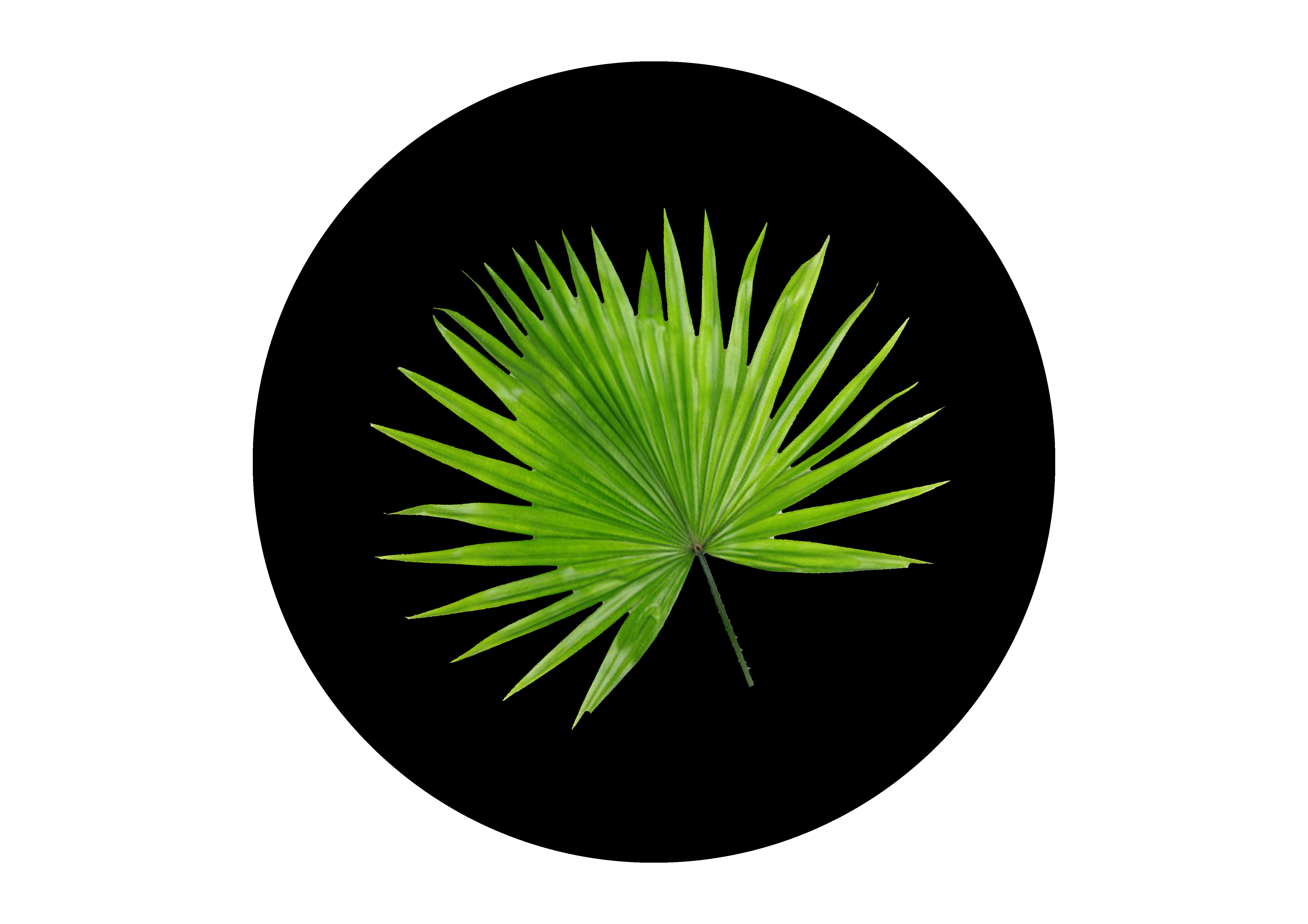 Saw Palmetto Extract