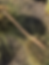 Thumbnail: belt vegan organic natural cork nature Steezin' It