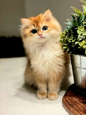 Cattery von den Goldpfoten Galerie