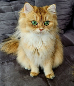 Cattery von den Goldpfoten Galerie