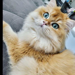 Cattery von den Goldpfoten Galerie