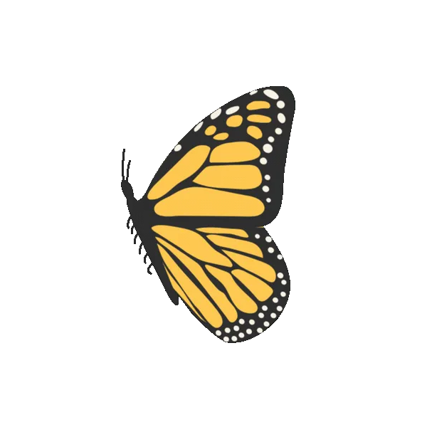Mariposa.webp