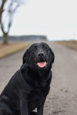 MEADOWLEAF LABRADORS