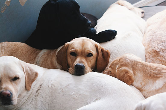 Yellow and Black Labrador retrievers at Meadowleaf Labradors in Fisherville, Ontario