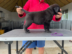 MEADOWLEAF LABRADORS