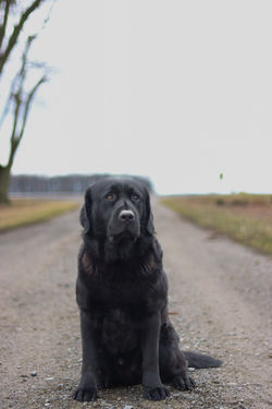 MEADOWLEAF LABRADORS