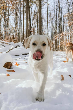 MEADOWLEAF LABRADORS