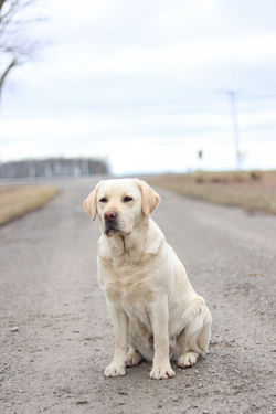 MEADOWLEAF LABRADORS