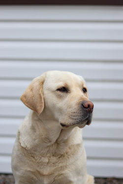 MEADOWLEAF LABRADORS