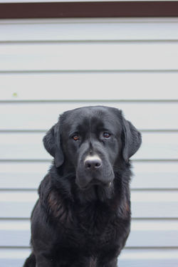 MEADOWLEAF LABRADORS