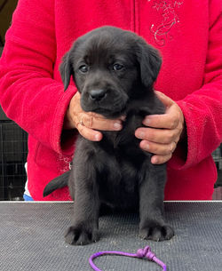 MEADOWLEAF LABRADORS