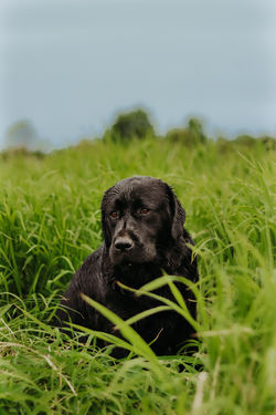MEADOWLEAF LABRADORS