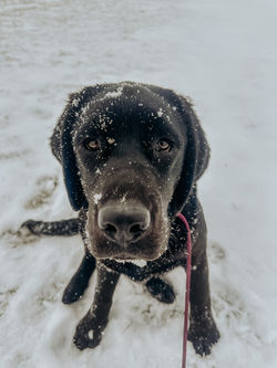 MEADOWLEAF LABRADORS